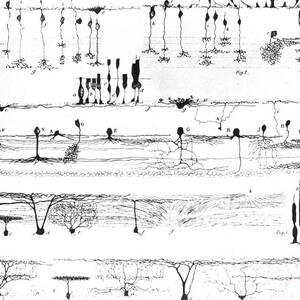 Nerve Structure of the Retina by NLM and Photo Researchers
