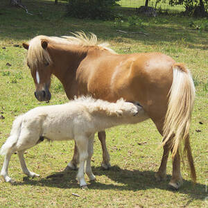 No Horsing Around by M Three Photos