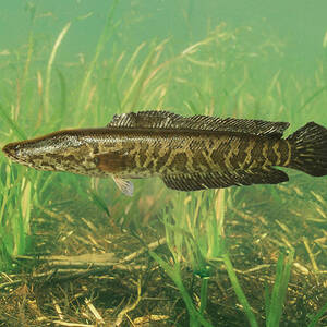 Northern Snakehead by USGS and USFWS/ Science Source