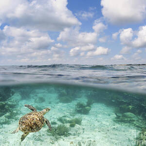 Ocean Turtle - Split View by M Swiet Productions