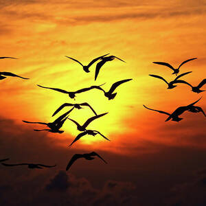Ode To Birds by Work By Zach Dischner