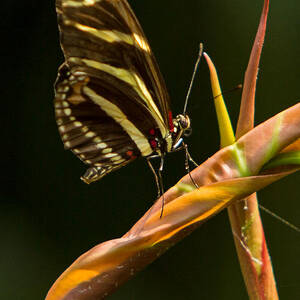 Olbrich Butterfly 4b by Natural Focal Point Photography