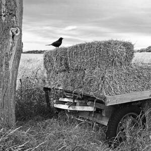 Old Hay Wagon in Black and White Vertical by Gill Billington