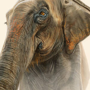 Old Lady of Nepal 2 by Aaron Blaise