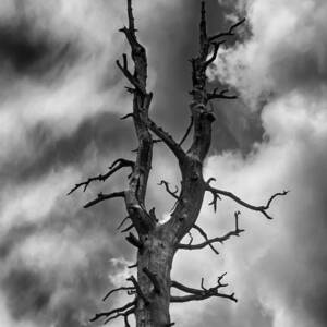 Old Trees Reach for the Sky by John Haldane