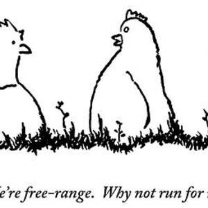 One Chicken Speaks To Several Others On A Patch by Michael Shaw