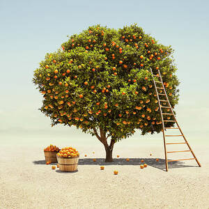Orange Tree Harvest In Barren Desert by Stephen Swintek
