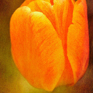 Orange tulip brown texture by Matthias Hauser
