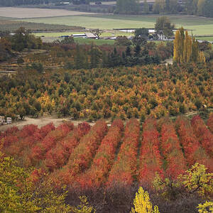 Orchards by Sean Bagshaw