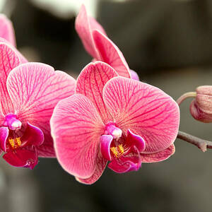 Orchid - It takes two to tango by Mike Savad