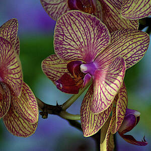 Orchids Flowers by Lucas Keene