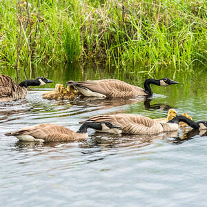 Out For A Swim by Paul Freidlund