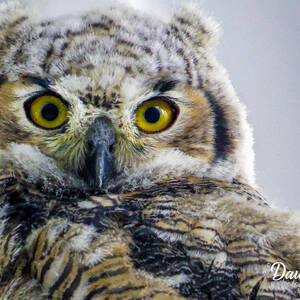 Owlet Close-up by Dawn Key