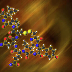Oxytocin Molecular Model by Science Photo Library