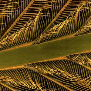 Parrot Feather Rachis by Science Photo Library