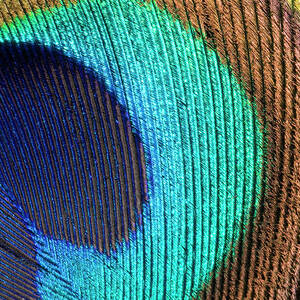 Peacock Feather Abstract by Science Photo Library