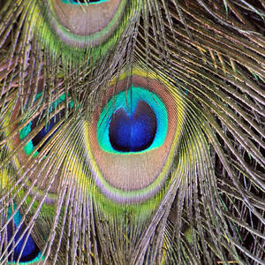 Peacock Feathers by David Hart