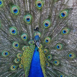 Peacock by Steven Ralser