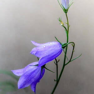 Blue Bells Peeking Through the Mist by Debra Martz