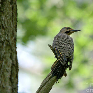 Perched Flicker by Cheryl Baxter