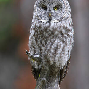 Perched Gray by Bill Singleton