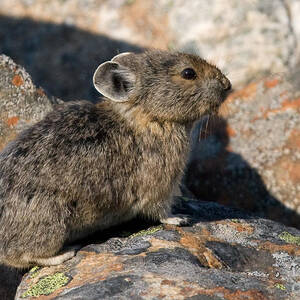 Pika and Lichen by Chris Scroggins
