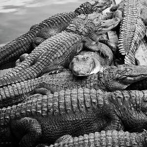 Pile Of Alligators Rest On Each Other by Jason Bosch