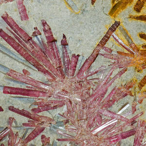 Pink Tourmaline by Millard H. Sharp