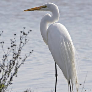 Portrait of an Egret by Loree Johnson