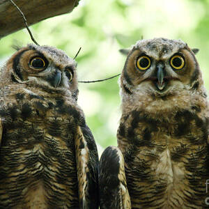 Portrait of a Pair of Owls by Cheryl Baxter