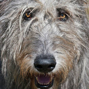 Portrait Of An Irish Wolfhound by Zandria Muench Beraldo
