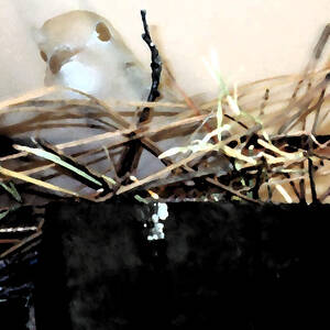 Portrait Of Angry Dove by Eric Forster