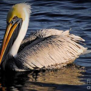 Pelican trying to reflect by Quinn Sedam