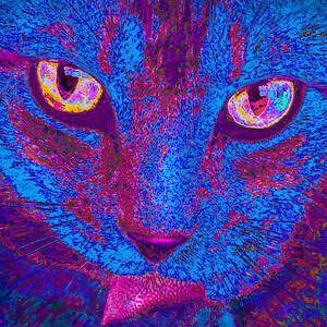portrait of a small black cat named LuLu Digital Art by Jane Schnetlage ...