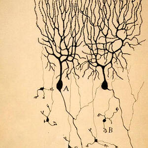 Purkinje Cells by Cajal 1899 by Science Source