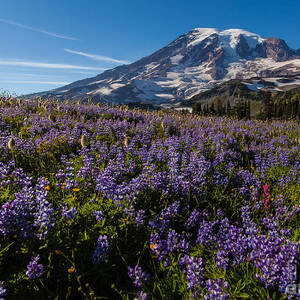Purple Fields Forever and Ever by Mike Reid