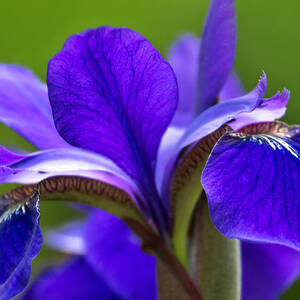 Purple Iris 4 by Leda Robertson