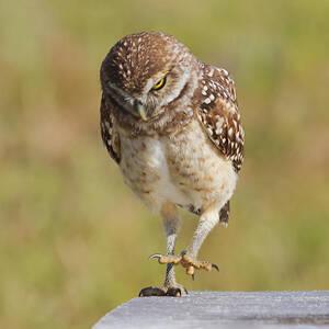 Put Your Best Foot Forward by Kim Hojnacki