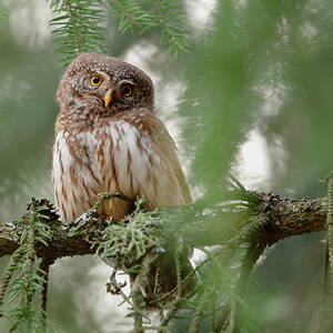 Pygmy Owl by Assaf Gavra