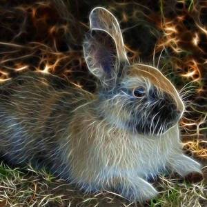 Rabbit 4253 - James Ahn by James Ahn