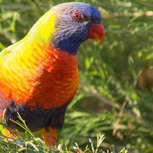 Rainbow Lorikeet by Nicholas Blackwell