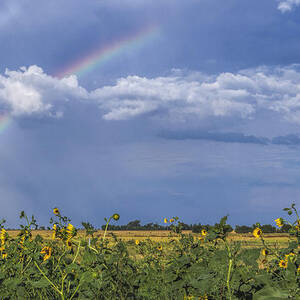 Rainbow over sunflowers by Rob Graham