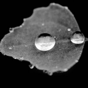 Raindrop on a leaf by Crystal Wightman