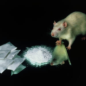 Rat With Some Cocaine by Science Photo Library