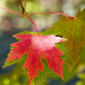 Red And Green by Steven Ralser