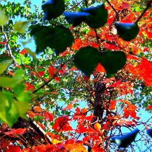 Red Creeper 3 by Darren Robinson