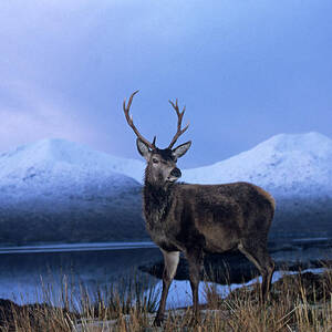 Red Deer Stag by Science Photo Library