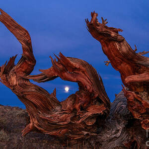 Red Dragon - Night view of the Ancient Bristlecone Pine Forest with the rising moon. by Jamie Pham