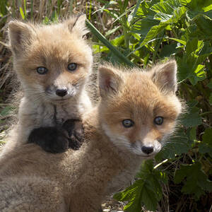 Red Fox Kits Playing by Matthias Breiter