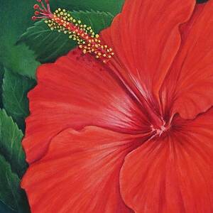 Orange-Red Hibiscus Painting by Barbara Robertson - Fine Art America